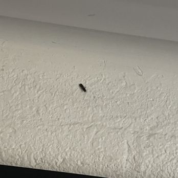 Days Inn by Wyndham Leesville - Bug above vanity - Hotels Near Me - Leesville, Louisiana