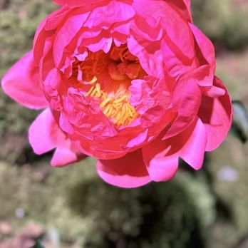 Genesis House - These peonies get changed every few days. - Korean Near Me - New York, New York