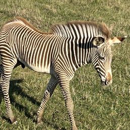 Baby grevy's zebra Baby grevy's zebra