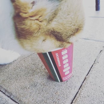 Starbucks - Whipped cream in a short cup (aka Puppuccino) - Coffee & Tea Near Me - Weston, Florida