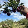 Photo of Scott's Orchard