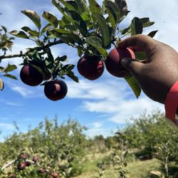 Scott's Orchard - Arkansas Black apples-Aren't they cute?!