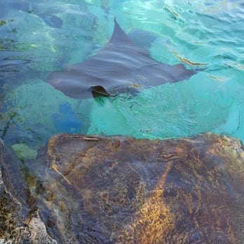Discovery Cove - Snorkeling with the stingrays - Amusement Parks Near Me - Orlando, Florida