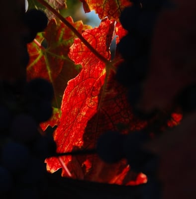 Palumbo Family Vineyard by null