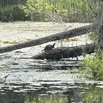 Cypress Gardens - turtle in the wild - Parks Near Me - Moncks Corner, South Carolina Cypress Gardens - turtle in the wild - Parks Near Me - Moncks Corner, South Carolina