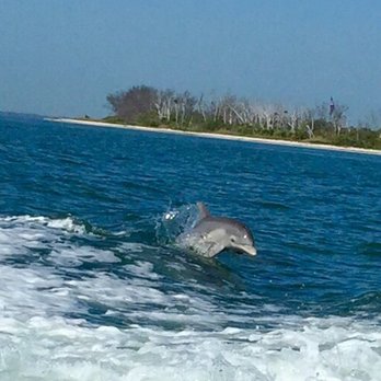 Summer Vacation Charters - Mom and Baby dolphin - we were next to a pod - Fishing Near Me - Gulfport, Florida