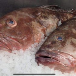 Captain Jacks Seafood
