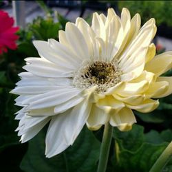 Treehouse Nursery & Landscape - Gerber daisy