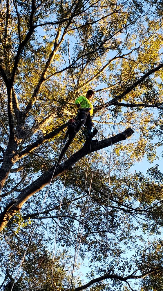 BLACK PANTHER Updated June 2024 Manhattan, Kansas Landscaping