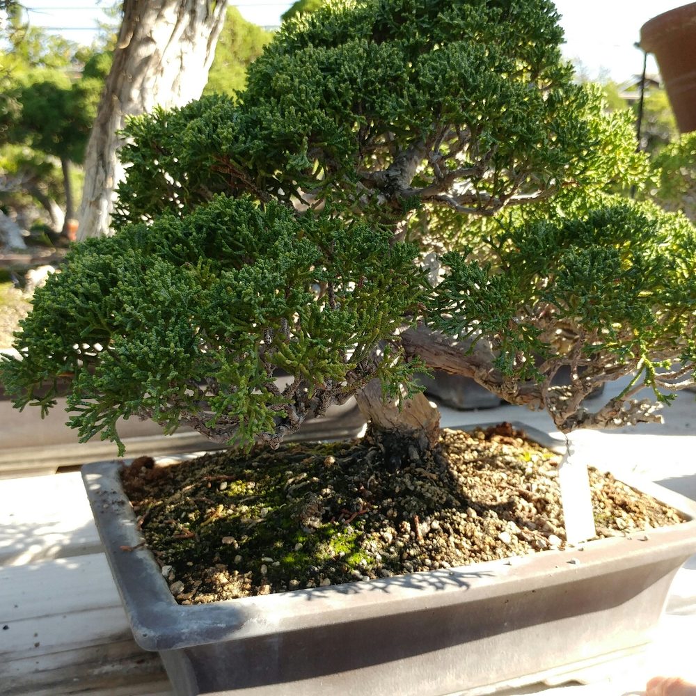 Chikugo-En - Nurseries & Gardening Near Me - Gardena, California