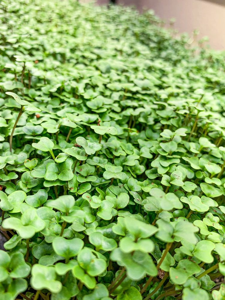 SUNRISE MICRO FARM Updated August 2024 52692 Sunrise Blvd, La Pine