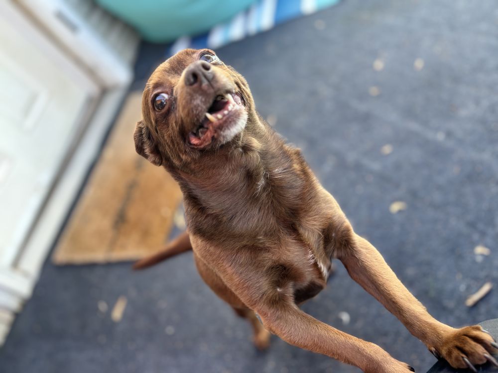 Carters K9 Care - pet boarding facility in Catasauqua, PA