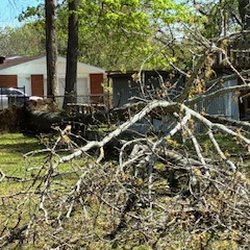 Wilson Tree Co Service