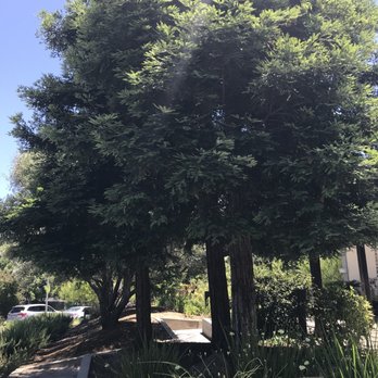 Carmichael - Local Flavor Near Me - Carmichael, California
