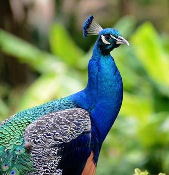 Rip Van Winkle Gardens by null