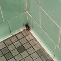 Cockroaches scrambling to get away as I go pee. Lovely.