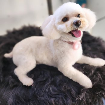 Luxe Mobile Pet Grooming - Pet Groomers Near Me - San Diego, California Luxe Mobile Pet Grooming - Pet Groomers Near Me - San Diego, California