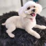 Photo of Luxe Mobile Pet Grooming
