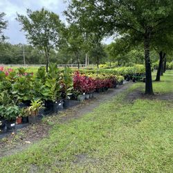 Sieffert's Nursery - Colorful plants