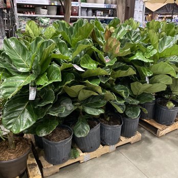 Lowe's Home Improvement - Indoor plants - Hardware Stores Near Me - Redding, California Lowe's Home Improvement - Indoor plants - Hardware Stores Near Me - Redding, California