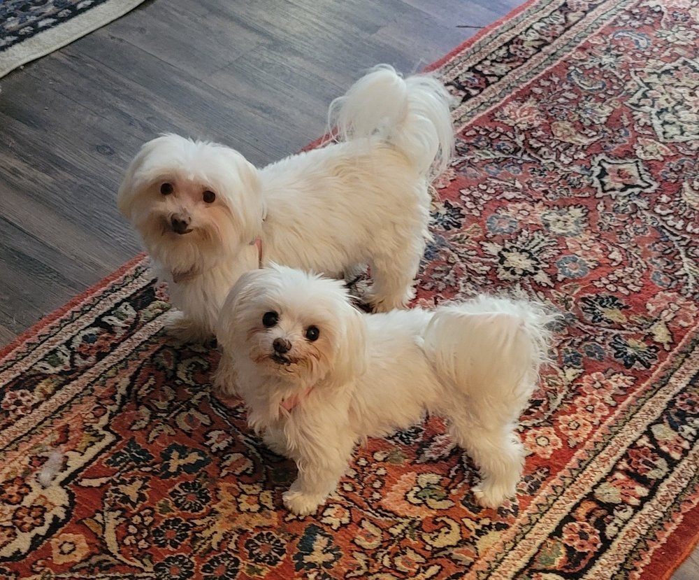 THIA PETS GROOMING Updated May 2024 76 Photos & 12 Reviews 871 E Franklin St, Centerville