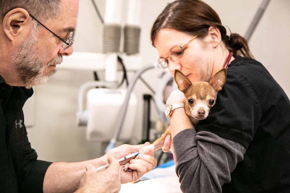 Parkville Animal Hospital - pet boarding facility in Baltimore, MD