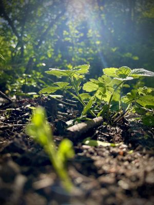 Bird Hills Nature Area by null