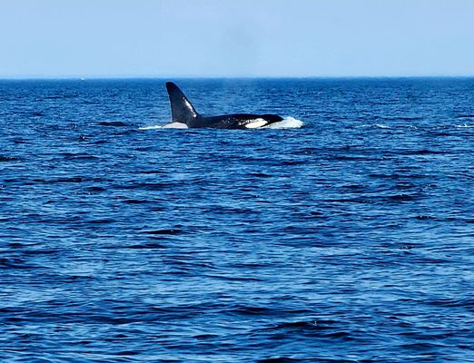 Western Prince Whale Watching Adventures by null