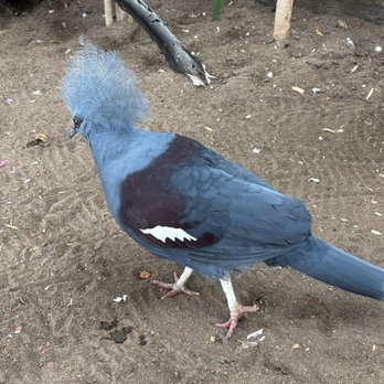 Bird Kingdom - Zoos Near Me - Niagara Falls, Ontario