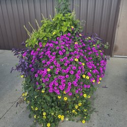 22nd St. Bar and Grill, Decatur Il. Wherever we plant wherever we landscape, her plants never seem to disappoint.