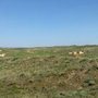 Photo of Ballyneal-Golf Shop