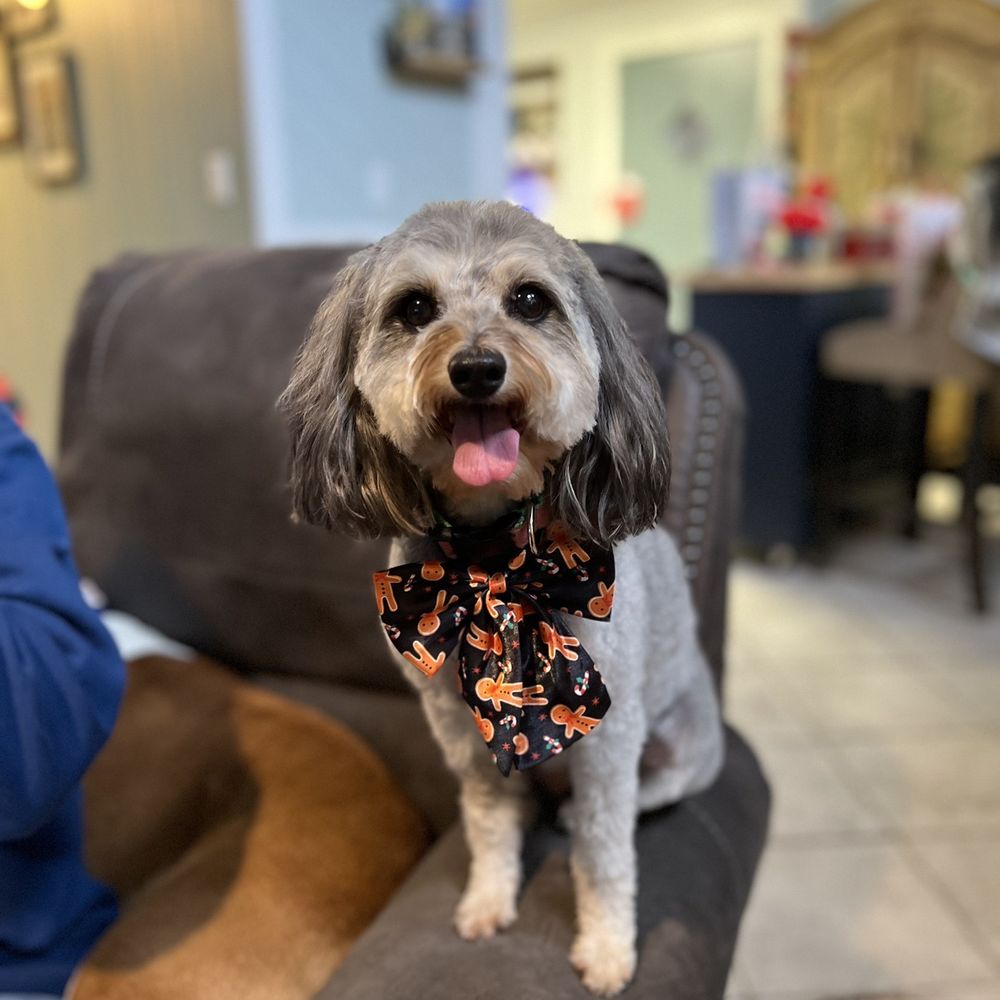 THE BEST 10 Pet Groomers near BLOUNTSTOWN, FL 32424 - Quality \u0026  Affordability - Cherokee Country Kennel, Momma Ashton's pet sitting and  grooming, Little Lady's Pet Grooming - Updated 2025 - Yelp, image size:1000x1000