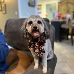 The Pet Stop - Annie is excited about her pretty haircut and new bow. She can't wait to show her parents.