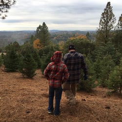Twin Pines Christmas Tree Farm
