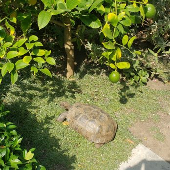 Lala Land Daycare - Very senior turtle - Child Care & Day Care Near Me - Venice, California