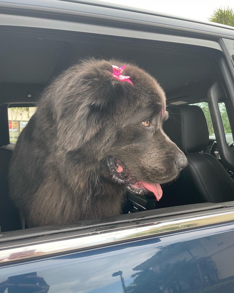 Woof Gang Bakery & Grooming Parkland Image