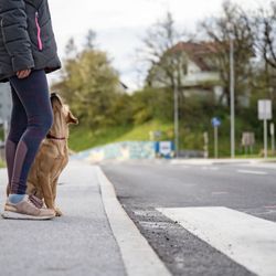 Black Belt Canine Academy - Dog crossing street with client