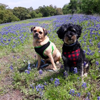 Dogtopia - The Bluebonnet Boys! - Pet Groomers Near Me - Austin, Texas