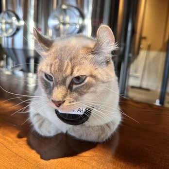 Benny Boy Brewing - resident cat - Breweries Near Me - Los Angeles, California Benny Boy Brewing - resident cat - Breweries Near Me - Los Angeles, California