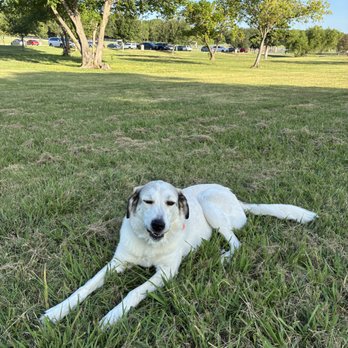 PetSmart - My dog that I just rescued from them a year ago. Wonderful dog.. the one before I also rescued and was also a wonderful dog. - Pet Groomers Near Me - Fort Worth, Texas