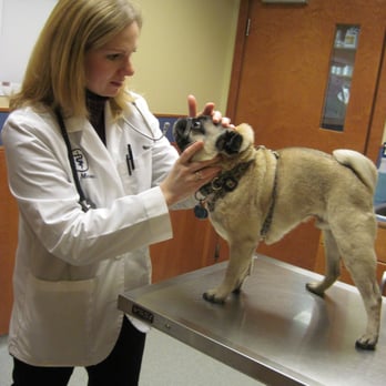 Dedham Veterinary Associates - Dr. Mason examining one of her patients. - Veterinarians Near Me - Dedham, Massachusetts Dedham Veterinary Associates - Dr. Mason examining one of her patients. - Veterinarians Near Me - Dedham, Massachusetts
