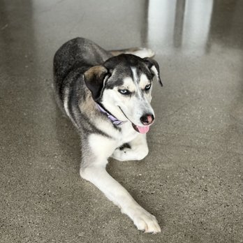 E-Z Dog Wash - Pet Groomers Near Me - Duarte, California E-Z Dog Wash - Pet Groomers Near Me - Duarte, California