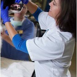 Companion Animal Dental Services - Open wide!