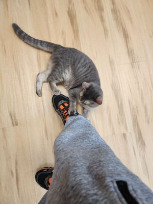 Mew Haven Cat Cafe by null