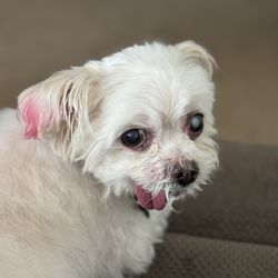 Pet Envy Giftly Email, Text or Print, 200 E North St, Manhattan, IL