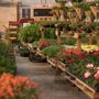 Photo of Aunt Beez Greenhouse