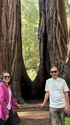 Muir Woods National Monument by null