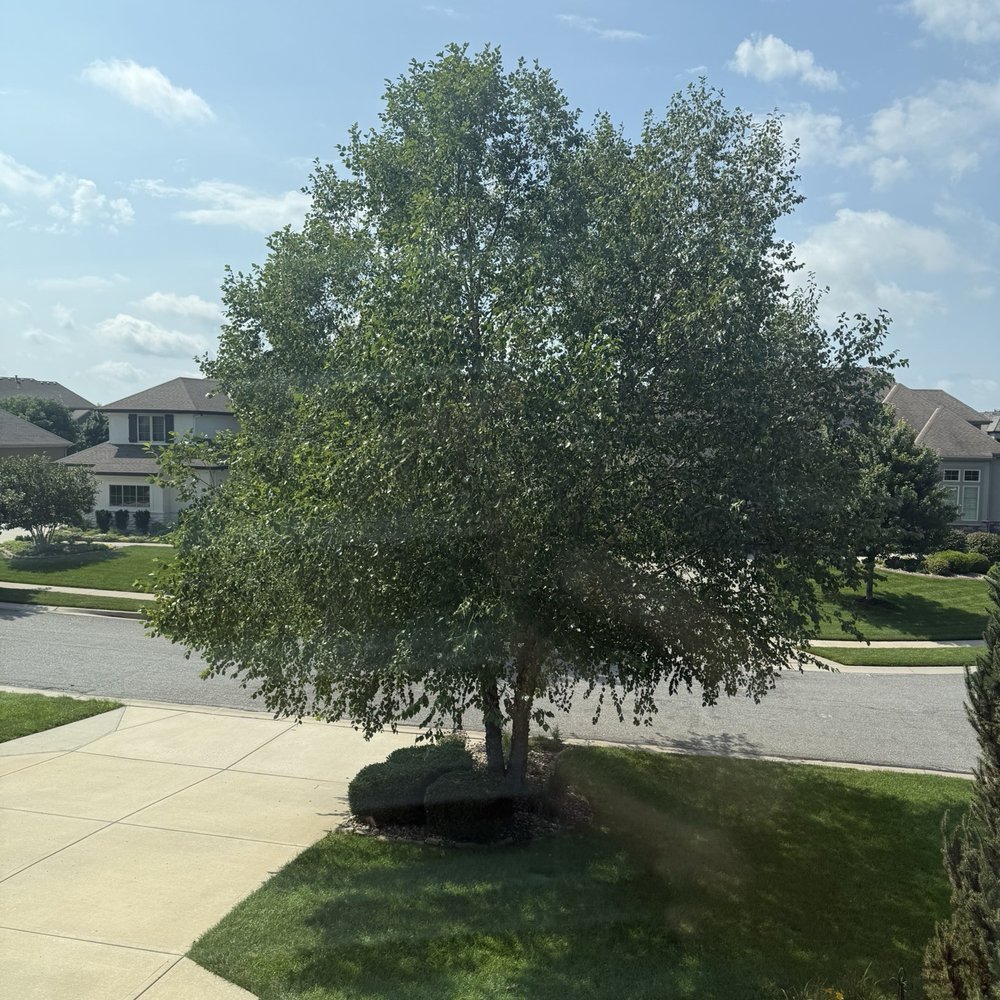 Affordable Moore's Tree Services - Before - Tree Services Near Me