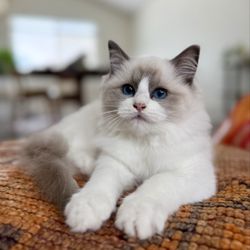 Creekcats Ragdolls Cattery - Cat Breeder - Ragdoll kitten