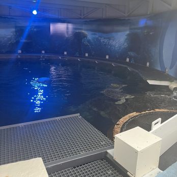 Clearwater Marine Aquarium - Aquariums Near Me - Clearwater, Florida